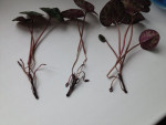 54127_800x600_IMG_39229c01a9d4.jpg