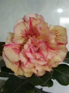 54127_600x800_IMG_20181212_195014814bec55.jpg