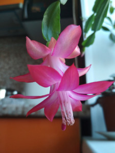 IMG_20190203_102848.jpg