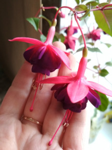 IMG_20190609_194301.jpg