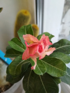 IMG_20190531_203131.jpg