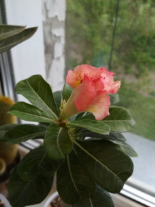 IMG_20190531_203140.jpg