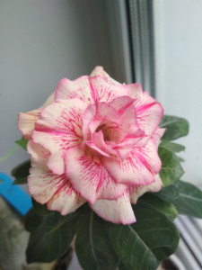 IMG_20190602_135956.jpg