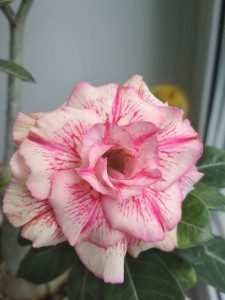 IMG_20190602_140002.jpg