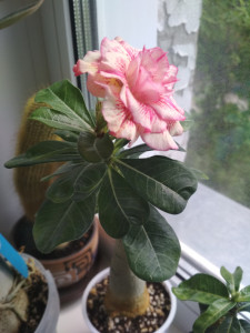 IMG_20190602_140007.jpg