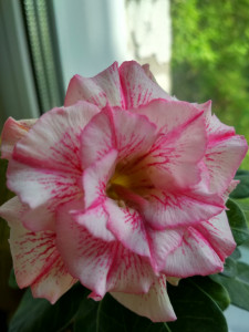 IMG_20190605_170216_HDR.jpg
