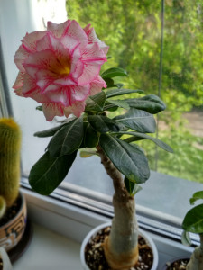 IMG_20190605_170248_HDR.jpg