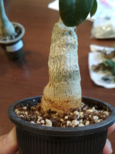 IMG_20190707_162518.jpg