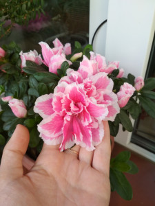 IMG_20190717_114955.jpg